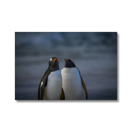 Gentoo Penguins Canvas