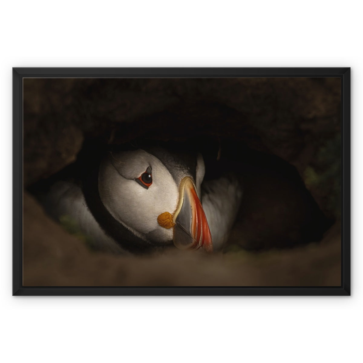 Puffin in nest Framed Canvas